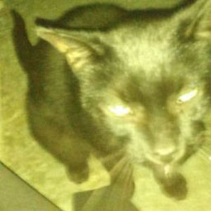 Meet your Posher, Veronyka